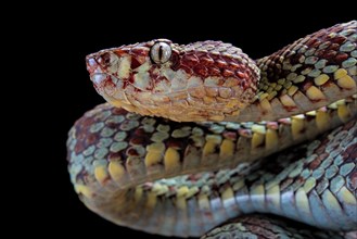 Malabar Pit Viper (Trimeresurus malabaricus)