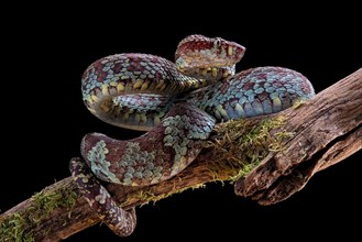 Malabar Pit Viper (Trimeresurus malabaricus)
