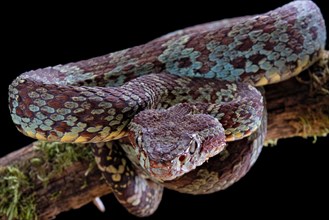 Malabar Pit Viper (Trimeresurus malabaricus)