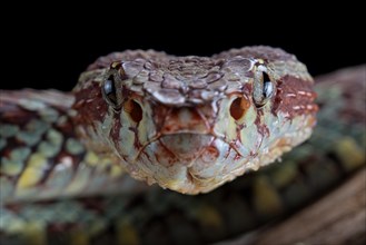 Malabar Pit Viper (Trimeresurus malabaricus)