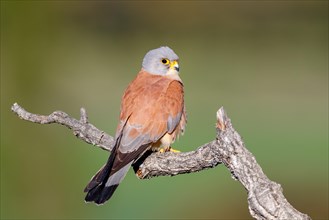 Lesser Kestrel (falco naumanni)