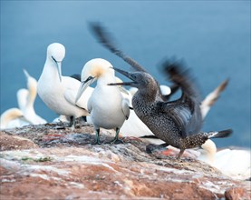 Young Northern gannet (Morus bassanus) in youth dress argues with alto