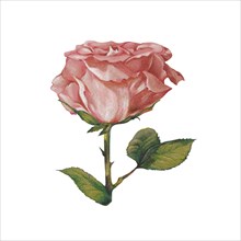 Old pink Rose (Rosa)
