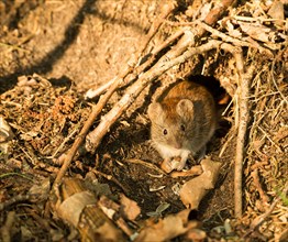 Bank vole (Clethrionomys glareolus) sitting in front of her mouse hole