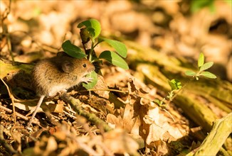 Bank vole (Clethrionomys glareolus) sits on forest soil and nibbles on plant