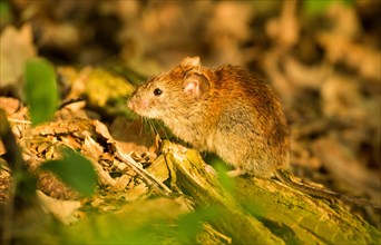 Bank vole (Myodes glareolus) sits on forest ground