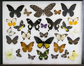 Various tropical butterflies in display case