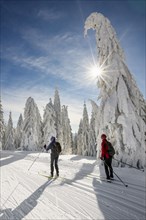Cross-country skiers on cross-country trail surrounded by snow-covered spruces