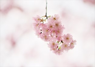 Cherry blossoms (prunus subhirtella)