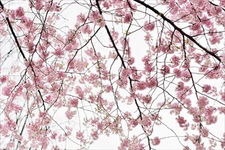 Cherry blossoms (prunus subhirtella)