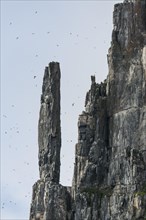 Bird cliff Alkefjellet
