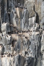 Common murres (Uria aalge) at the bird cliffs Alkefjellet