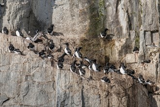 Common murres (Uria aalge) at the bird cliffs Alkefjellet