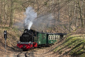 Narrow-gauge railway Rasender Roland drives steaming through deciduous forest in spring