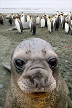Elephant Seal (Mirounga)