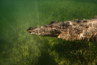 American Crocodile (Crocodylus acutus) swimming over Seagrass