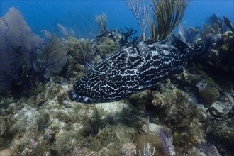Black Grouper (Mycteroperca bonaci)