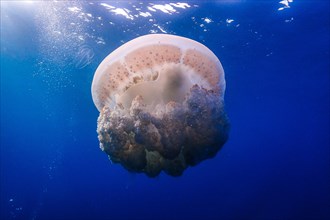 Barrel jellyfish (Rhizostoma pulmo) in blue water