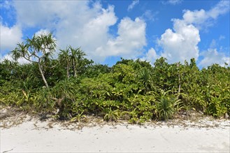 Green vegetation at Kondoi beach