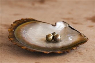 Pearls on oyster shell