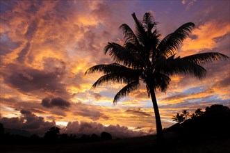 Sunrise and coconut palm tree