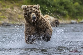 Brown bear (Ursus arctos) running through water to fishing salmon