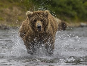 Brown bear (Ursus arctos) running through water to fishing salmon