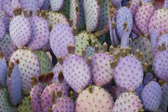 Purple Prickly Pear Cactus (Opuntia violacea var santa-rita)
