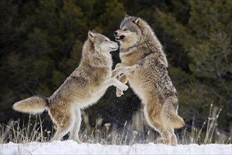 Two male Gray wolves (Canis lupus)