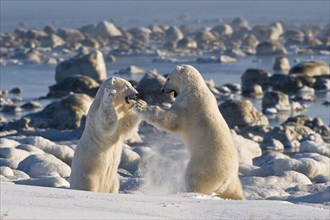 Polar Bears (Ursa maritimus) fighting on ice