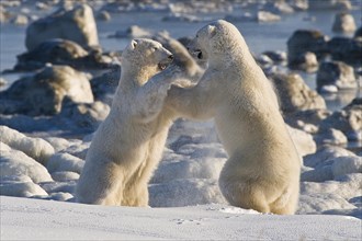 Polar Bears (Ursa maritimus) fighting on ice