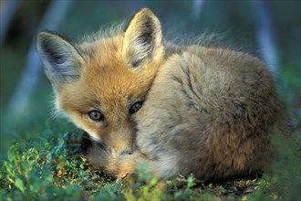 Young red fox (Vulpes vulpes) huddled on ground
