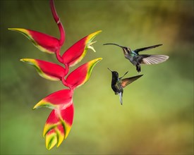 Green Hermit (Phaethornis guy) and Black-bellied Hummingbird (Eupherusa nigriventris) on a Lobster Claw Heliconia flower