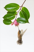A female Purple-throated Mountain-gem Hummingbird (Lamporis calolaemus)
