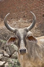Zebu or hump cattle (Bos primigenius indicus) on the road
