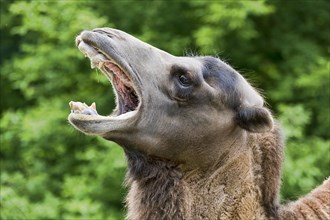 Wild Bactrian camel (Camelus ferus) with open mouth