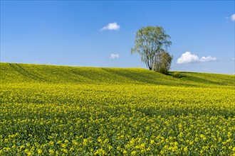 Agricultural landscape with rapeseed field