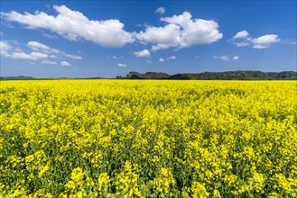Agricultural landscape with rapeseed field and cloudy blue sky