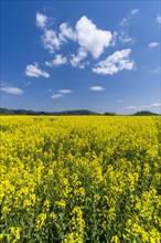Agricultural landscape with rapeseed field and cloudy blue sky