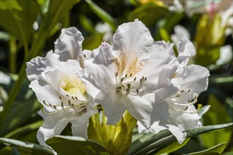 Blooming white blossom of a rhododendron bush (Rhododendron wardii var. puralbum)