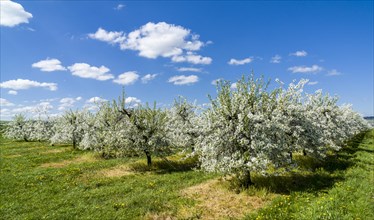 Rows of blooming apple trees in a plantation