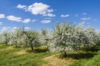 Rows of blooming apple trees in a plantation