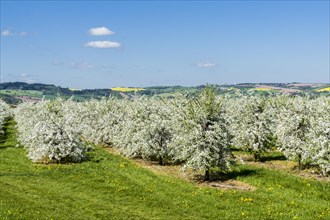 Rows of blooming apple trees in a plantation