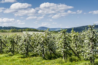 Rows of blooming apple trees in a plantation