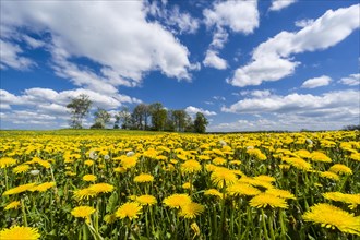 Landscape with trees and many yellow Dandelion flowers (Taraxacum officinale)