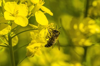 Carniolan honey bee (Apis mellifera cardiac) collecting nectar from yellow rapeseed blossom (Brassica napus)