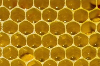 Honeycomb of the Carniolan honey bee (Apis mellifera carnica)