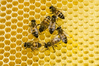 Carniolan honey bees (Apis mellifera carnica) on a honeycomb