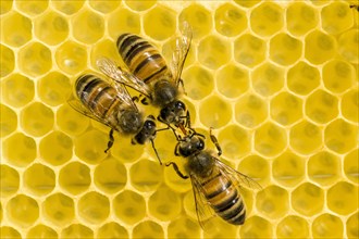 Three Carniolan honey bees (Apis mellifera carnica) on a honeycomb