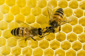 Two Carniolan honey bees (Apis mellifera carnica) on a honeycomb